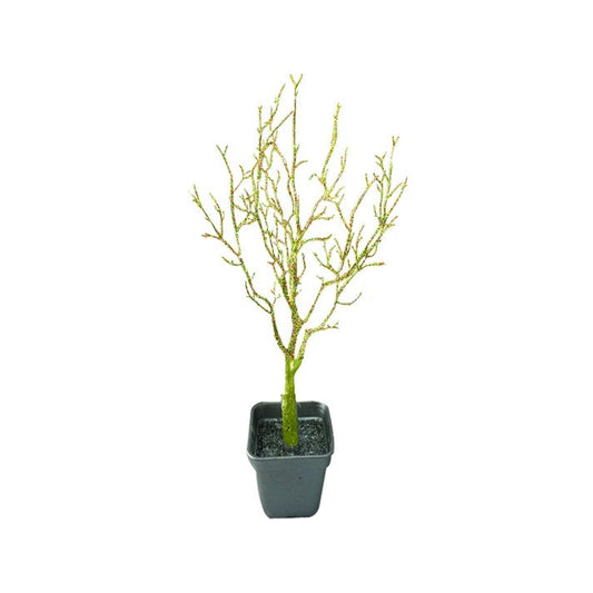 Potted Barren Tree