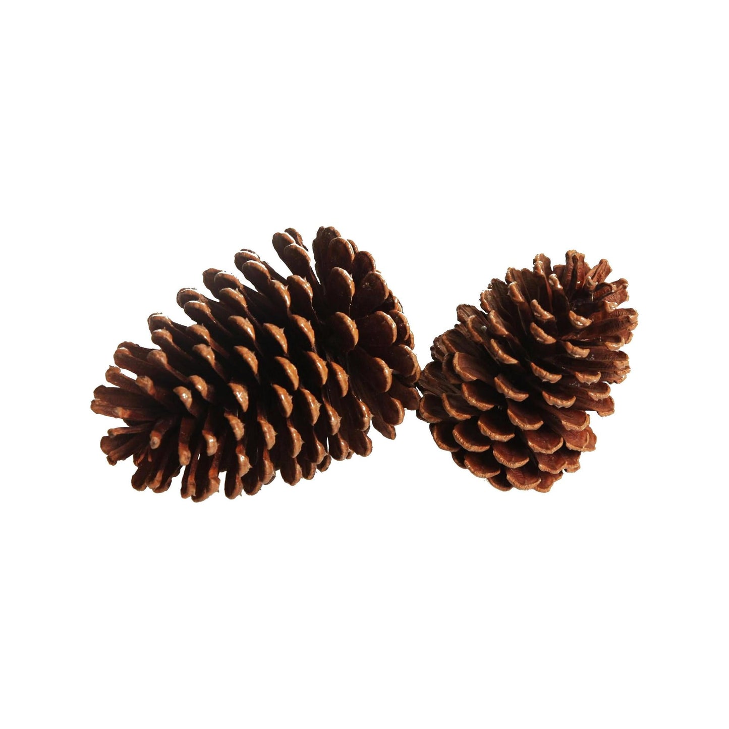 Pinecone