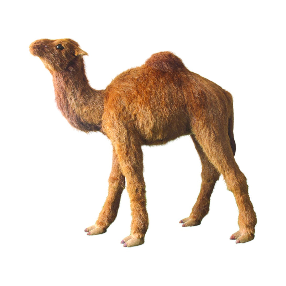 Camel