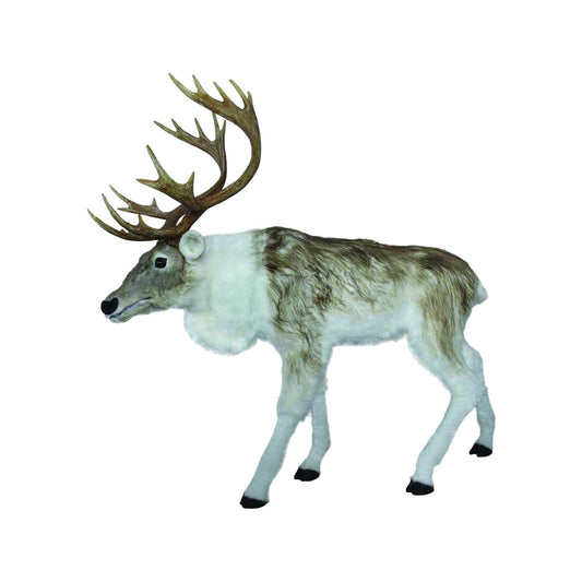 Reindeer