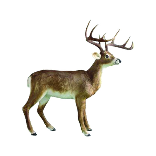 White Tail Deer