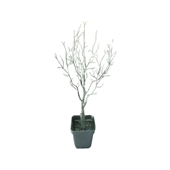 Potted Barren Tree